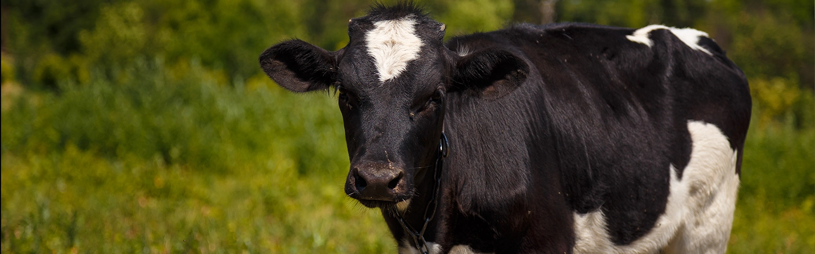 Managing a Successful Calving Season