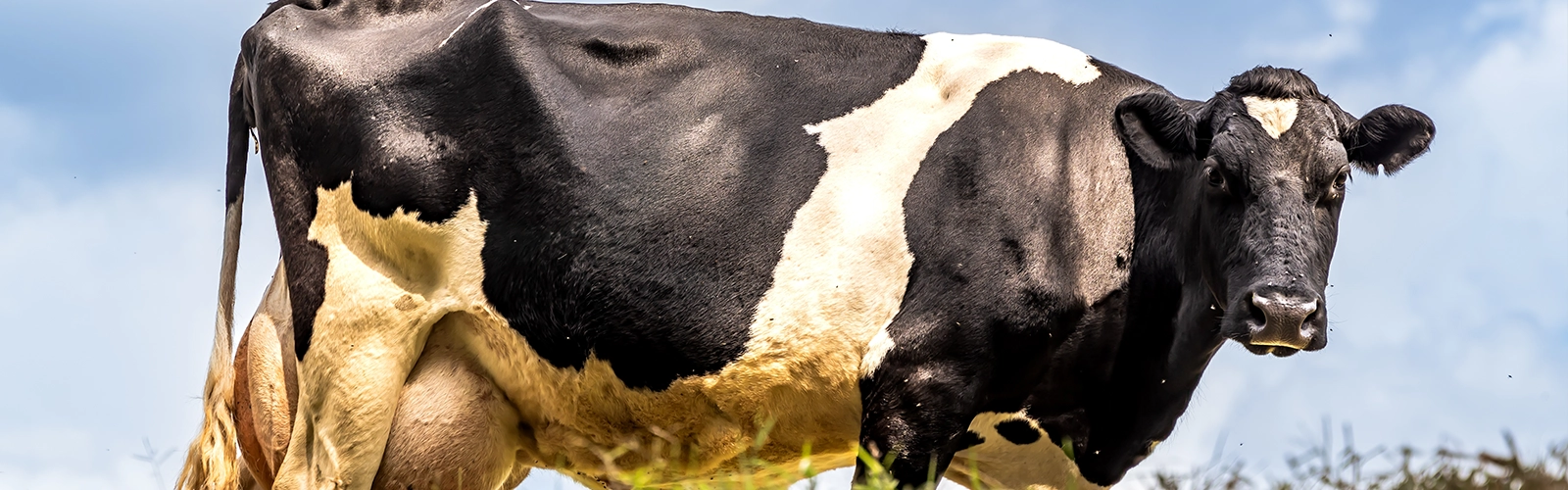 How to Get Early Lactation Nutrition Right This Spring